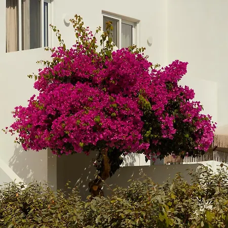 فندق Absolute 4*